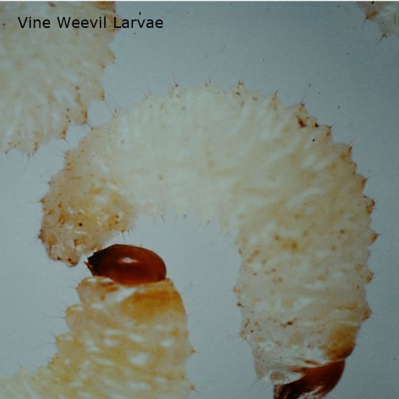 Vine Weevil Killer 20sqm