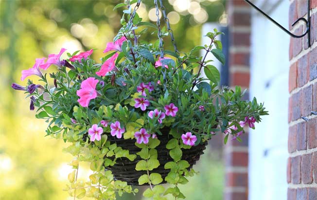 hanging basket