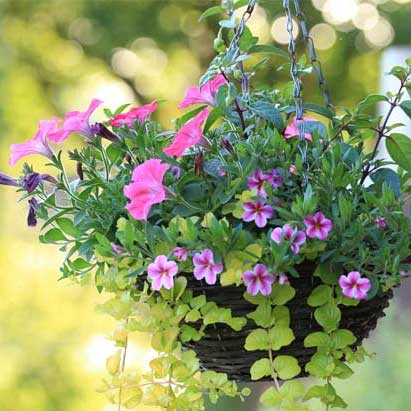 hanging basket with flowers
