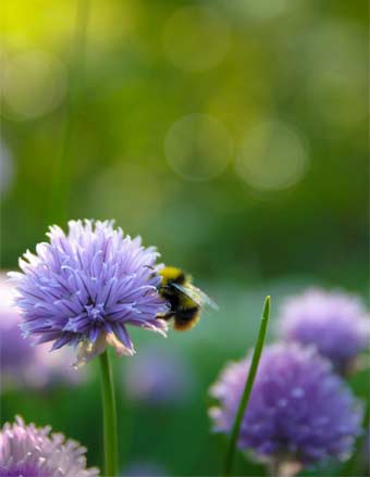 bee on chive