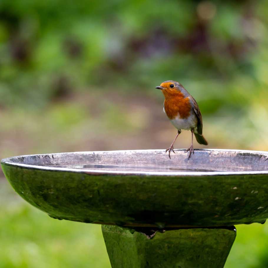 bird on bird bath