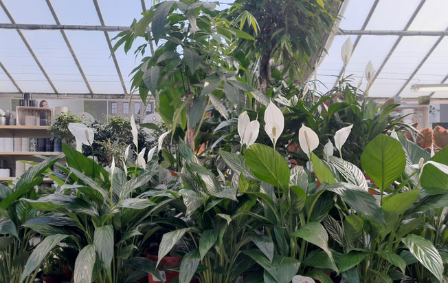 peace lily display