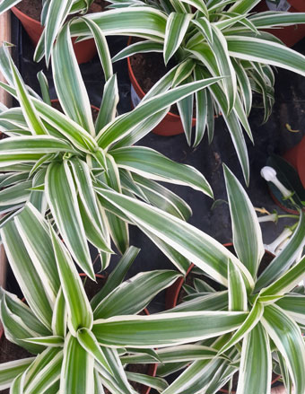 spider plants from aerial view
