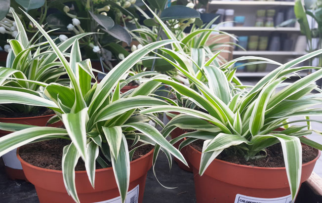 spider plants at Scotsdales