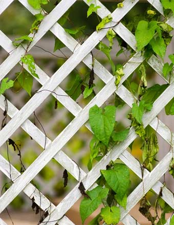 white trellis