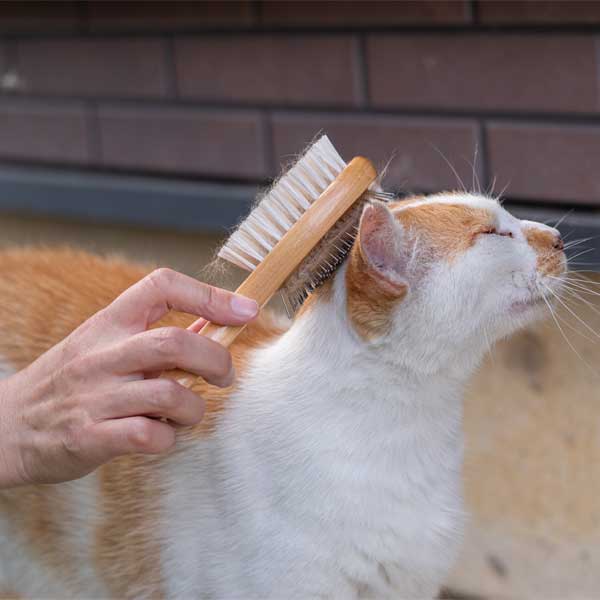 Cat hair brush