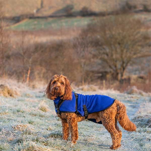 dog in blue coat