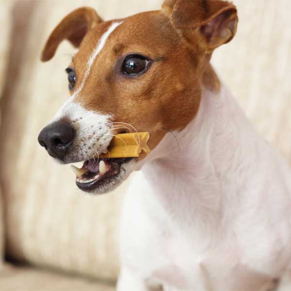 dog with chewy treat