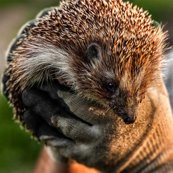 hands holding a hedgehog