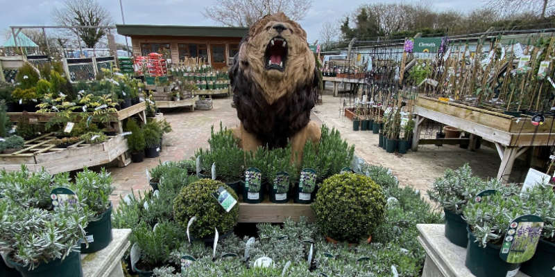 Lion amongst plants