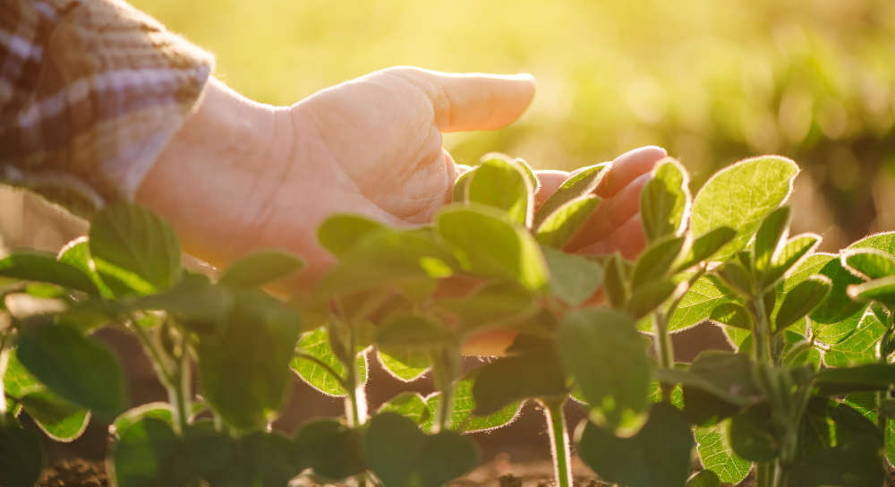 plant field