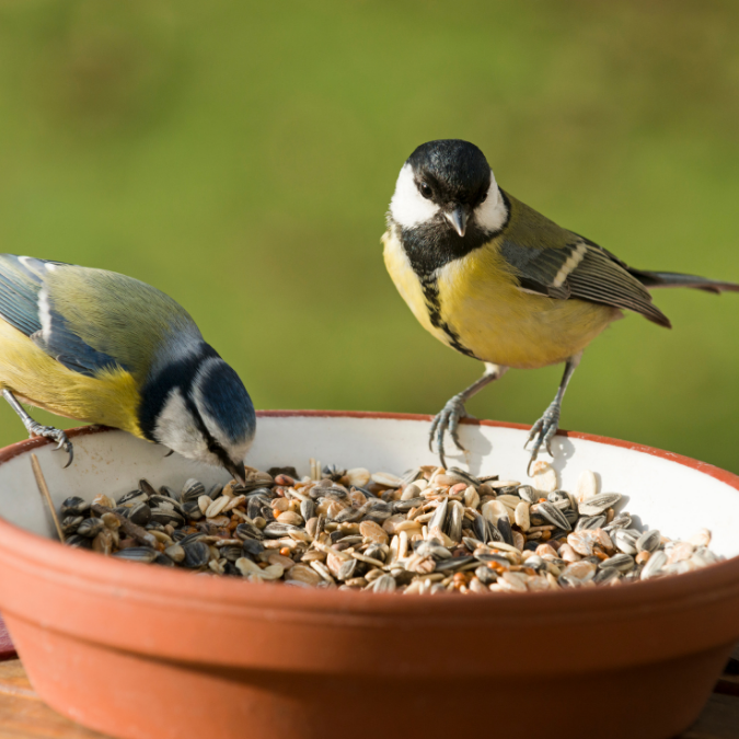 bird tables