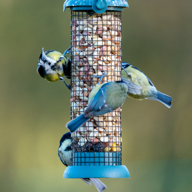Bird feeder