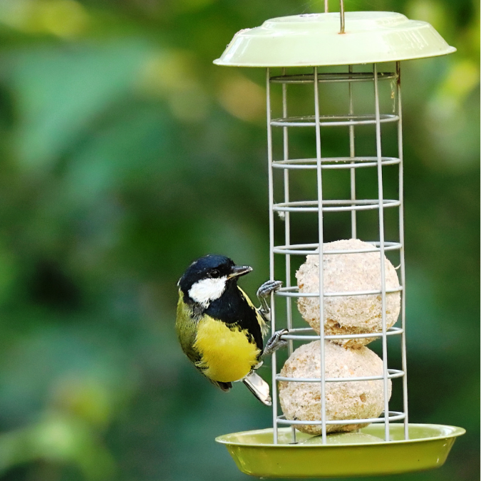 bird on nest box