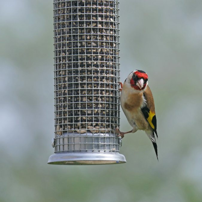 Peanut bird feeder