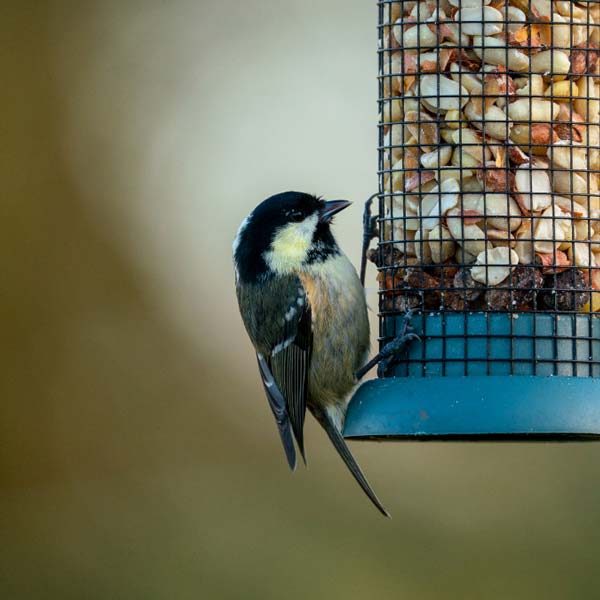 Peanut bird feeder