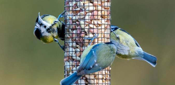 birds-on-feeder-landscpae