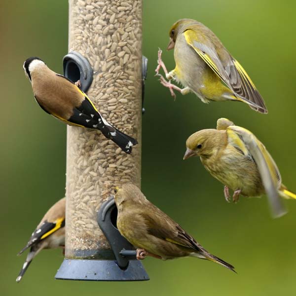 Bird Feeder