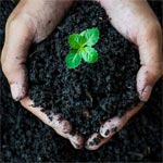 compost in hands