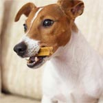 Dog with chew