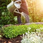 watering can