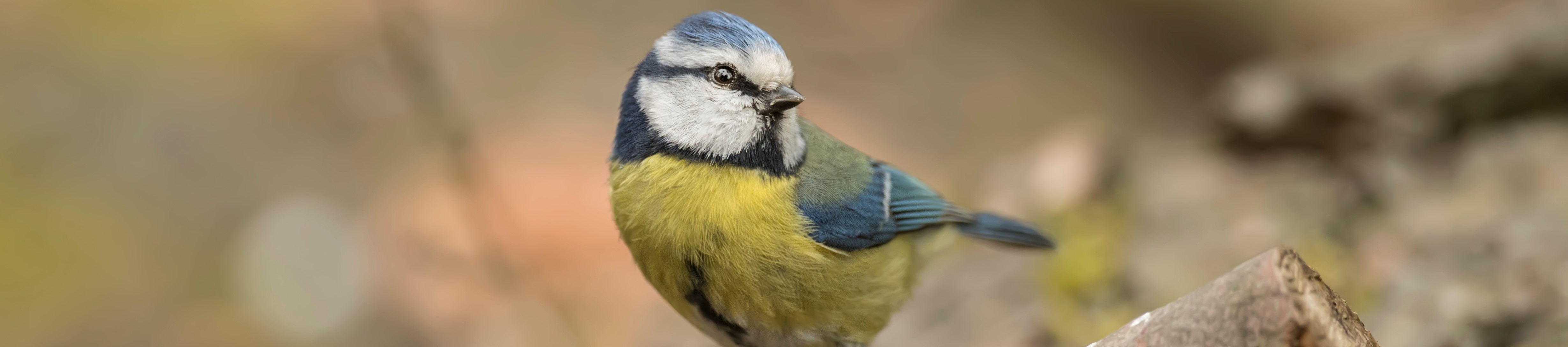 Wild bird feeding stations