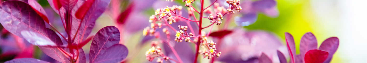 Shrubs Shrubs