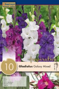 Gladiolus Galaxy Mixed  - Kapiteyn