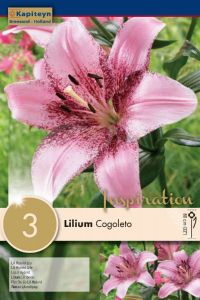 Lilium Cogoletto - Kapiteyn