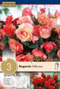 Begonia Cascade Odorosa - Kapiteyn