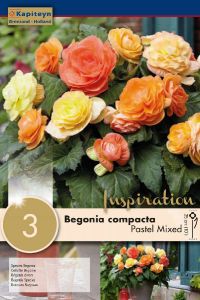 Begonia Compacta Pastel - Kapiteyn