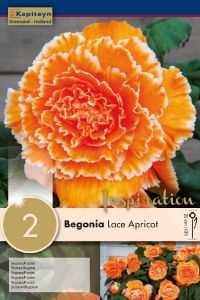 Begonia Picotee Lace Apricot - Kapiteyn