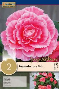 Begonia Picotee Lace Pink - Kapiteyn