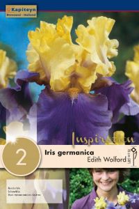 Iris Germanica Edith Wolford - Kapiteyn