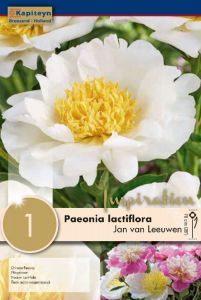 Paeonia Lactiflora Jan Van Leeuwen - Kapiteyn