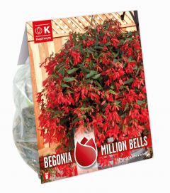 Begonia Boliviensis Million Bells - Rich Flowering - Kapiteyn