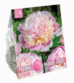 Paeonia Madame Calot -  Hightly Fragrant - Classic Variety From 1850 - Kapiteyn