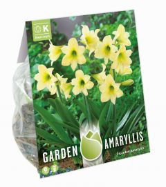 Amaryllis Marrakech - Garden Amaryllis For Gardens And Patios - Kapiteyn