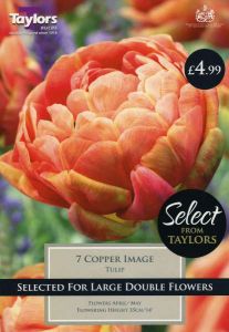 Tulip Copper Image 7 Pack - Taylor's Bulbs