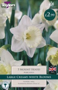 Narcissus Mount Hood 5 Pack - Taylors Bulbs