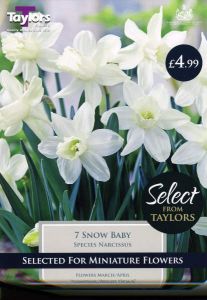 Narcissi Snow Baby 7 Pack - Taylors Bulbs