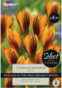 Crocus Orange Monarch 12 Pack - Taylors bulbs