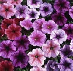 Kindergarden Plants Petunia Reflections Mixed 20 Cell Plug Pack
