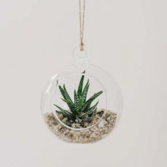 Plantpak Glass Globe Terrarium