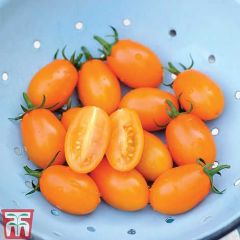 Tomato Orange Beaty F1 - Thompson & Morgan