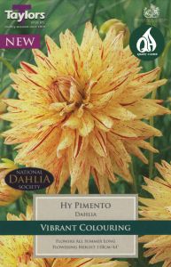 Dahlia Hy Pimento - Taylor's Bulbs