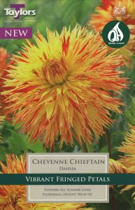Dahlia Cheyenne Chieftain - Taylor's Bulbs