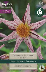 Dahlia Destinys Teacher - Taylor's Bulbs