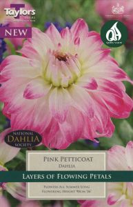 Dahlia Pink Petticoat - Taylor's Bulbs