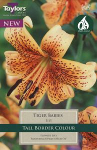 Lily Tiger Babies - Taylor's Bulbs